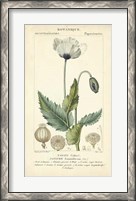 Framed Botanique Study in Lavender II