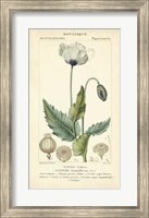 Framed Botanique Study in Lavender II