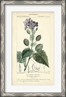 Framed Botanique Study in Lavender III