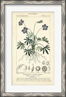Framed Botanique Study in Lavender IV