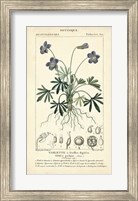 Framed Botanique Study in Lavender IV