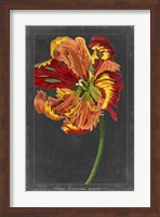 Framed Midnight Tulip I