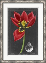 Framed Midnight Tulip II