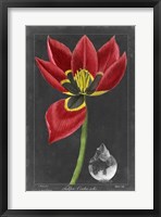 Framed Midnight Tulip II