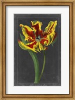 Framed Midnight Tulip III