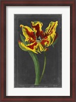 Framed Midnight Tulip III