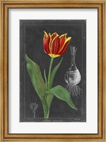 Framed Midnight Tulip IV