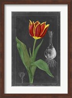 Framed Midnight Tulip IV