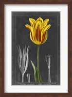 Framed Midnight Tulip V