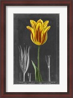 Framed Midnight Tulip V