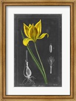 Framed Midnight Tulip VI