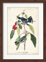Framed Cerulean Wood Warbler