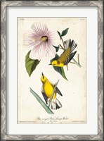 Framed Yellow Swamp Warbler