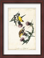 Framed American Goldfinch