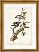 Framed Downy Woodpecker