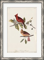 Framed Common Cardinal Grosbeak