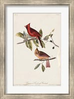 Framed Common Cardinal Grosbeak