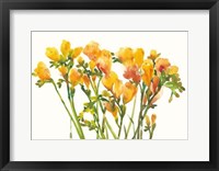 Framed Freesia II