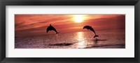 Framed Sunset Dolphins