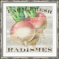 Framed Farm Fresh Radishes