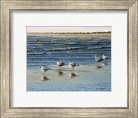 Framed Cape May Herring Gulls