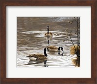 Framed North Carolina Geese
