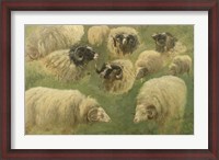 Framed Black-Faced Ram and Sheep, 10 studies