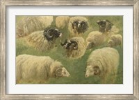 Framed Black-Faced Ram and Sheep, 10 studies
