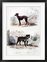 Framed Pair of Dogs II