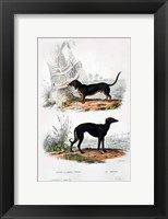 Framed Pair of Dogs III