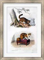 Framed Wild Cat and Angora Cat