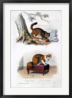 Framed Wild Cat and Angora Cat