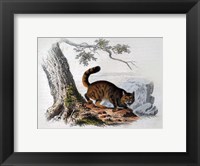 Framed Wild Cat