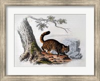 Framed Wild Cat