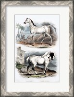 Framed Pair of Horses