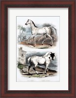 Framed Pair of Horses
