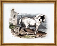 Framed Horse II