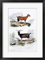 Framed Male and Female Goats