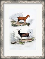 Framed Male and Female Goats