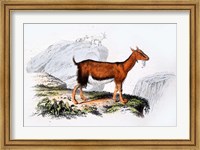 Framed Female Goat