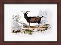 Framed Male Goat