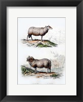 Framed Sheep and Ram