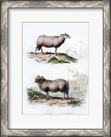 Framed Sheep and Ram