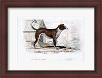 Framed Dog VIII