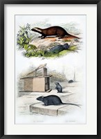 Framed Badger and Mouse