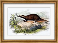 Framed Badger