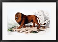 Framed Lion