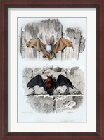 Framed Bats