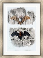 Framed Bats