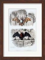 Framed Bats